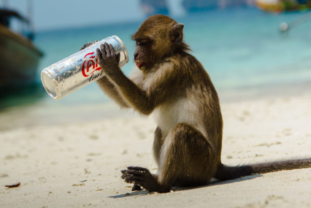 A monkey holds a can of diet coke and realizes that it promotes weight gain and metabolic syndrome
