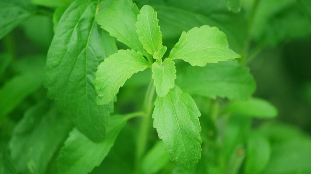 Read more about the article 7 Stevia Side Effects – Is the Leaf Extract Bad for You?